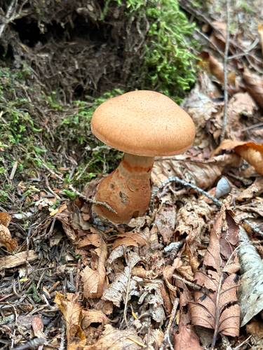 red-banded webcap