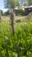 Alopecurus pratensis