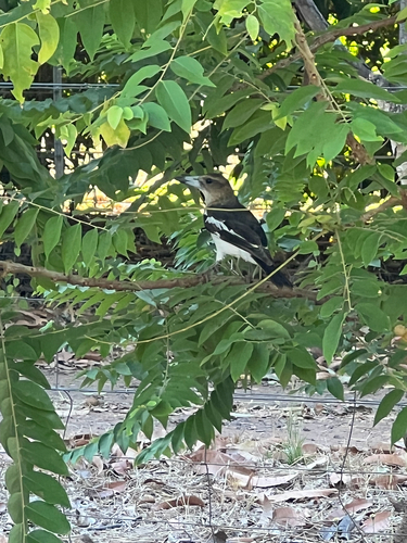 Pied Butcherbird