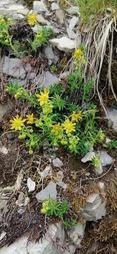 Saxifraga aizoides, photograph 1