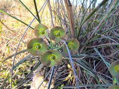 Euphorbia clava