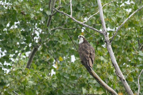 Osprey