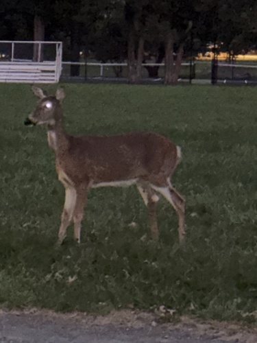 White-tailed Deer