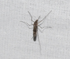 Culiseta incidens