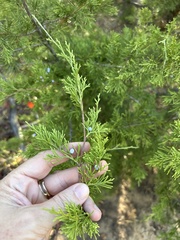 (c) Sam Kieschnick, some rights reserved (CC BY) Juniperus virginiana, photograph (c) Sam Kieschnick, some rights reserved (CC BY)