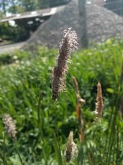 Alopecurus pratensis