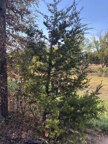Juniperus virginiana, photograph 6