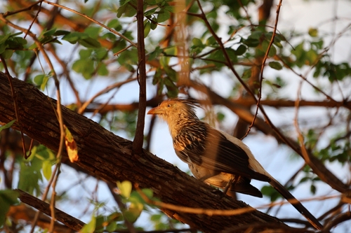Guira Cuckoo