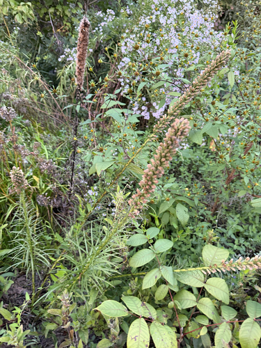 dense blazing star