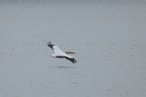 American White Pelican