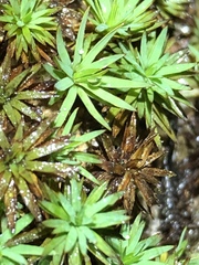 Dawsonia longiseta