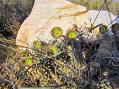 Euphorbia clava