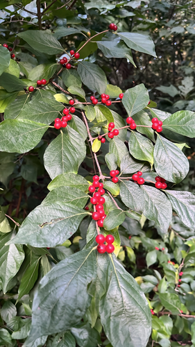Amur honeysuckle