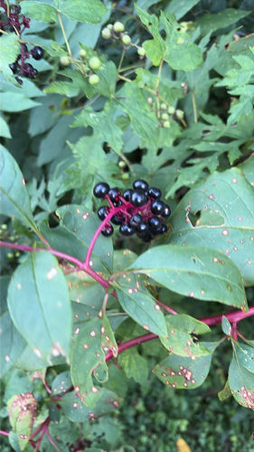 American pokeweed