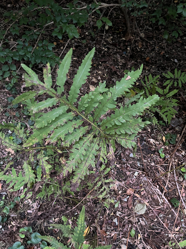 sensitive fern