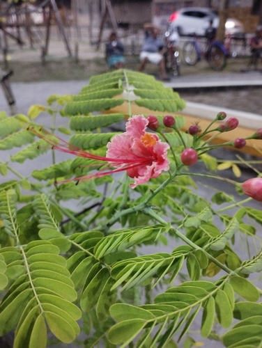 peacock flower