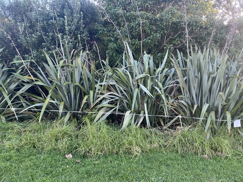 Cenchrus clandestinus, photograph 3