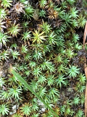 Dawsonia longiseta