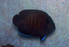 Centropyge multispinis