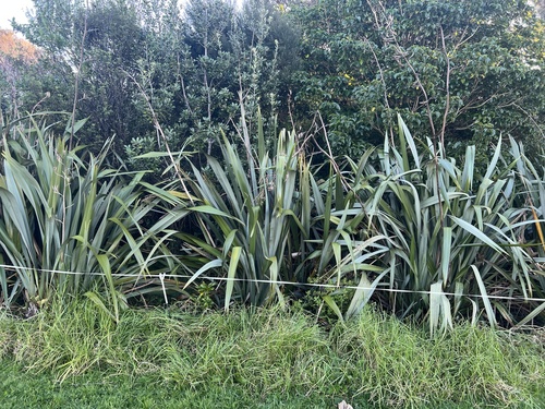 Cenchrus clandestinus, photograph 2