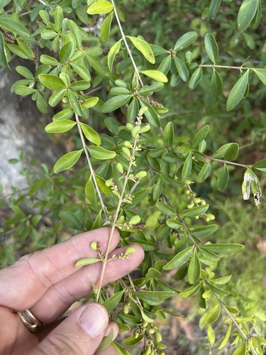 Ligustrum quihoui