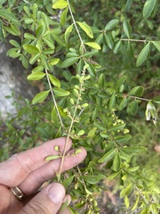 Ligustrum quihoui, photograph (c) Sam Kieschnick, some rights reserved (CC BY)