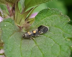 Chrysoesthia sexguttella