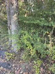 Ligustrum quihoui, photograph (c) Sam Kieschnick, some rights reserved (CC BY)