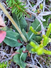 Goodyera oblongifolia, photograph author not stated, no rights reserved