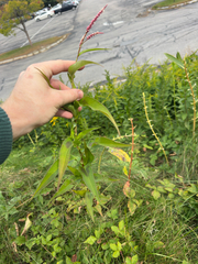 Persicaria extremiorientalis, photograph author not stated, no rights reserved