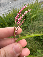 Persicaria extremiorientalis, photograph author not stated, no rights reserved
