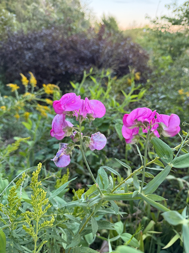 broad-leaved sweet pea
