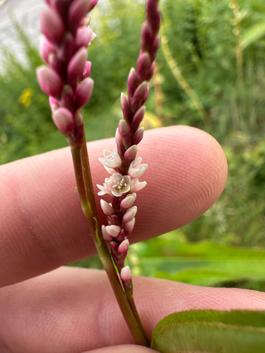 Persicaria extremiorientalis, photograph 6