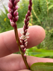 Persicaria extremiorientalis, photograph author not stated, no rights reserved