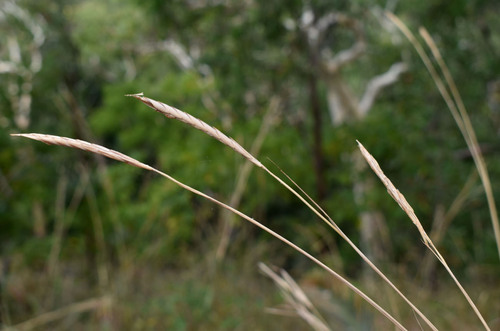 Heteropogon triticeus observed 2026-07-21