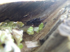 Oedignatha scrobiculata