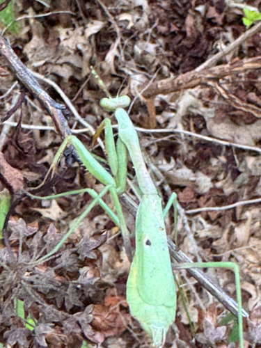 Carolina Mantis