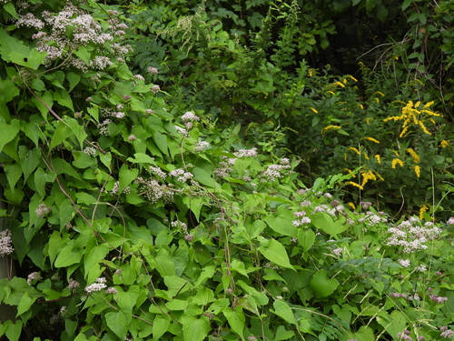 Mikania scandens, photograph 3