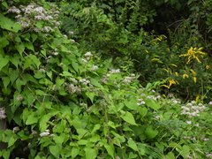 Mikania scandens, photograph (c) geosesarma, some rights reserved (CC BY)