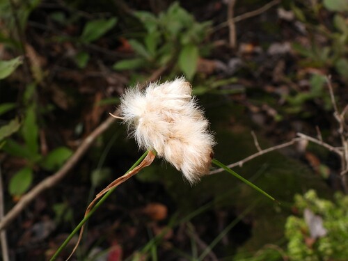 tawny cottongrass