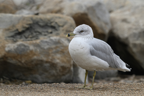 Ring-billed Gull