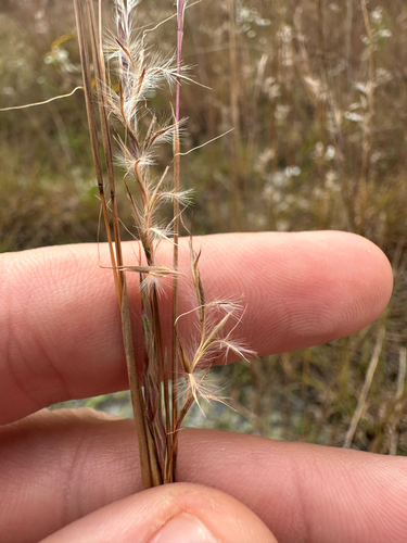 Schizachyrium scoparium, photograph 6