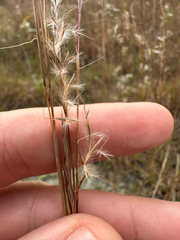 Schizachyrium scoparium, photograph author not stated, no rights reserved