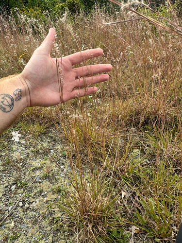 Schizachyrium scoparium, photograph 5