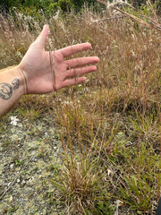 Schizachyrium scoparium, photograph author not stated, no rights reserved
