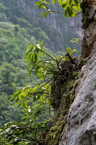 Hechtia glomerata