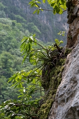 Hechtia glomerata