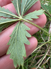 author not stated, no rights reserved Potentilla recta, photograph author not stated, no rights reserved