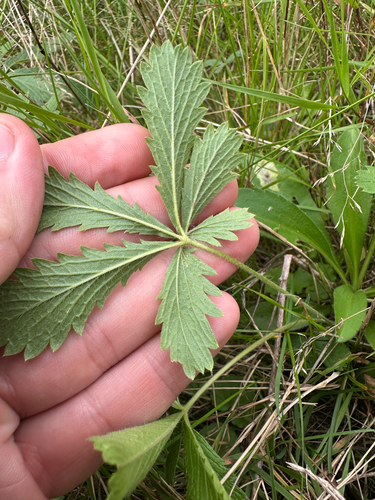 Potentilla recta, photograph 2
