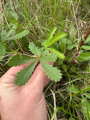 Potentilla recta